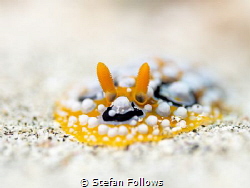 Squirmer

Nudibranc - Phyllidia ocellata

Bali, Indon... by Stefan Follows 